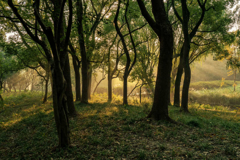 晨光林影
