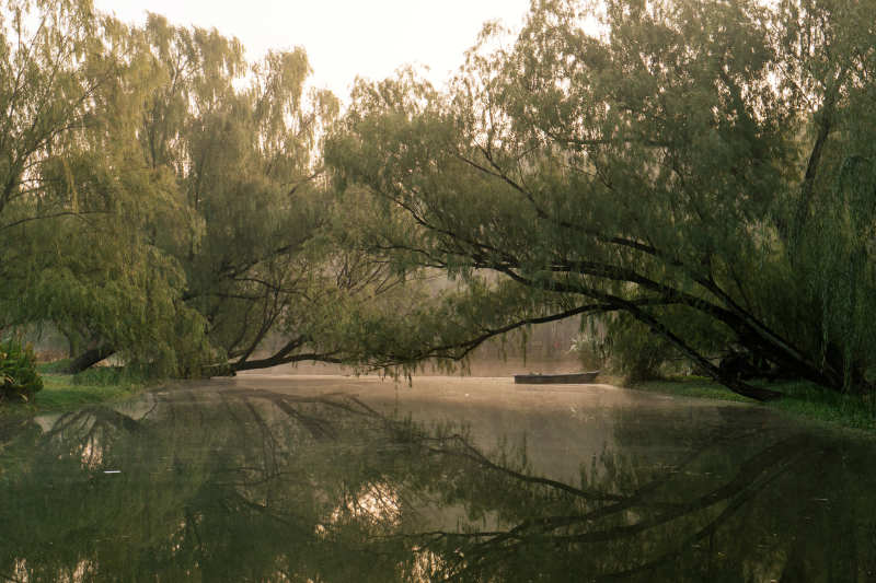 湖畔垂柳静谧景
