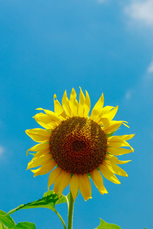 向日葵迎风绽放