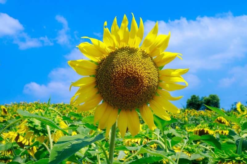 向日葵绽放蓝天