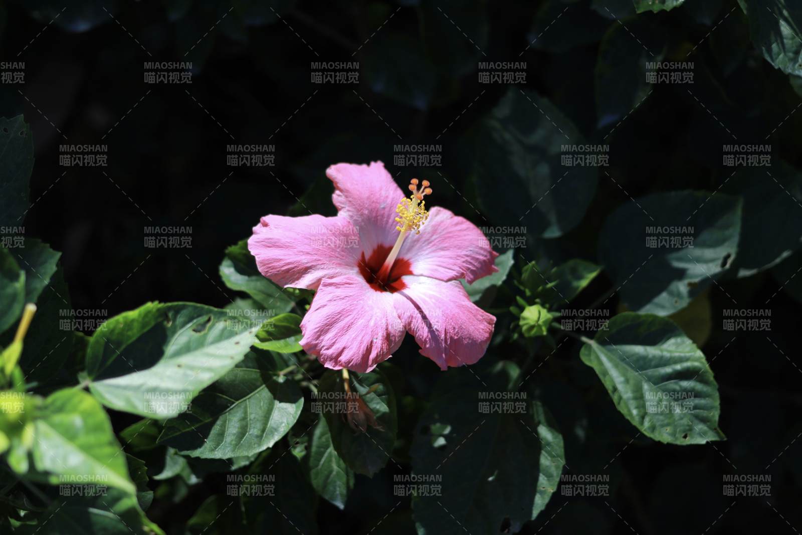 粉红木槿花绽放