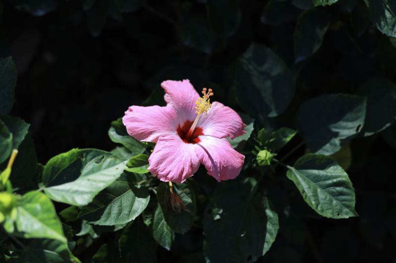 粉红木槿花绽放