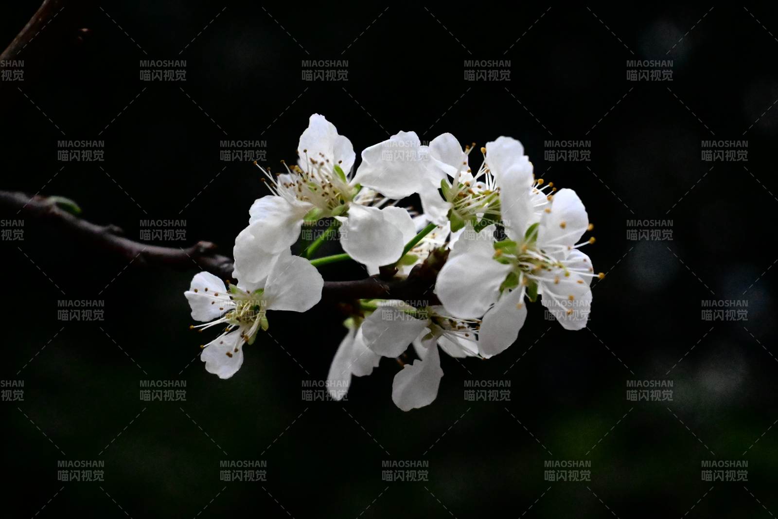 洁白樱花绽放枝头