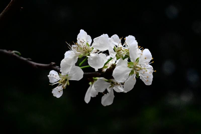 洁白樱花绽放枝头