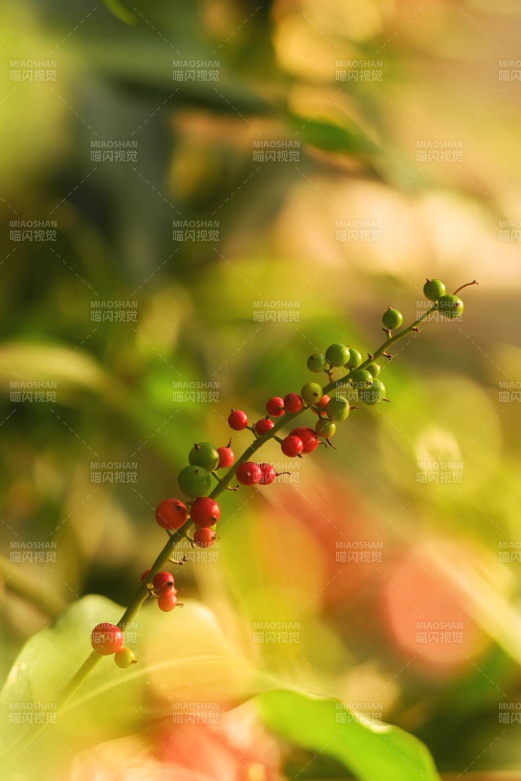 红果绿叶映阳光