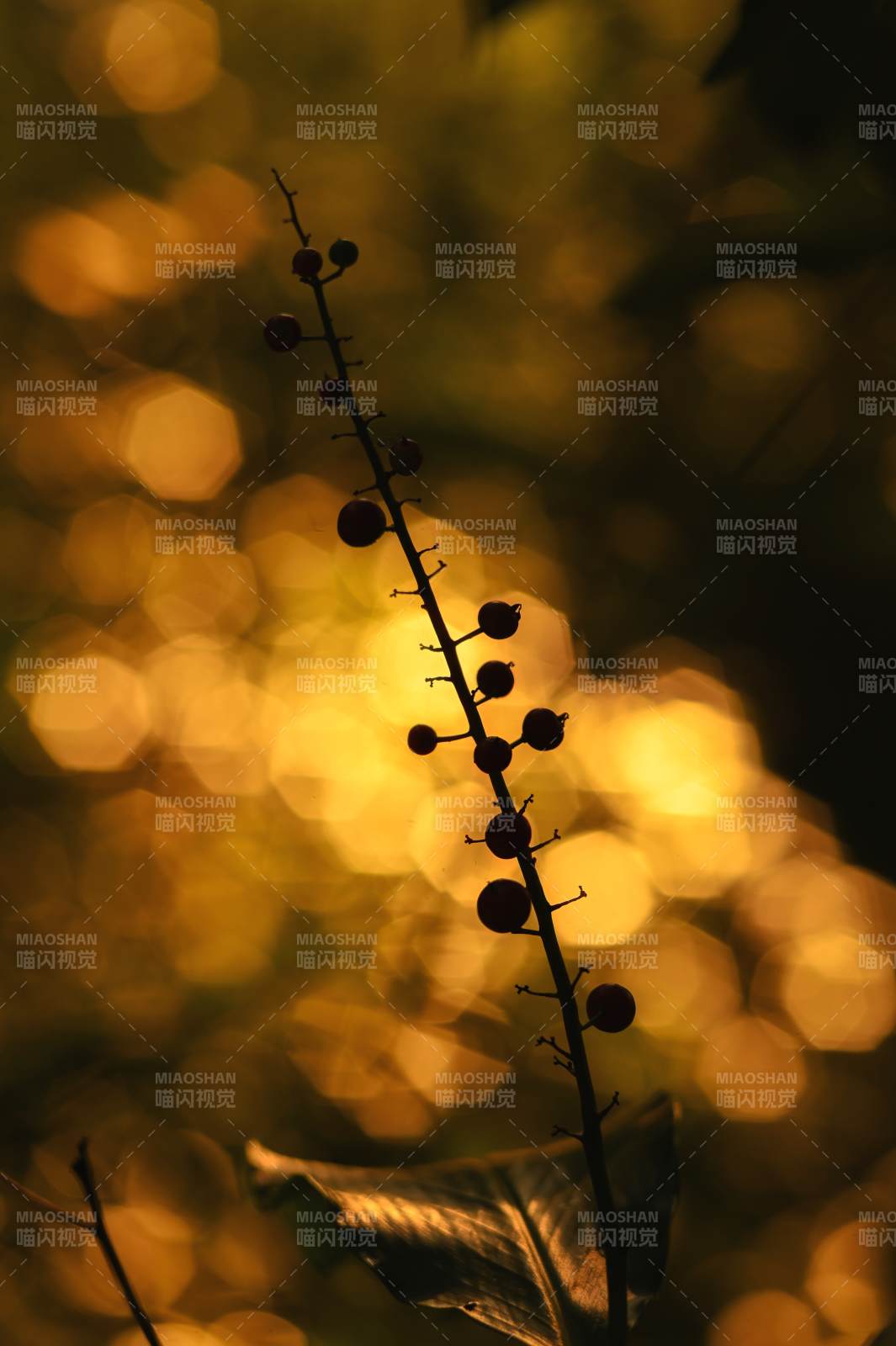 秋光中的果实剪影