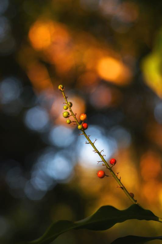 秋日果实枝头红