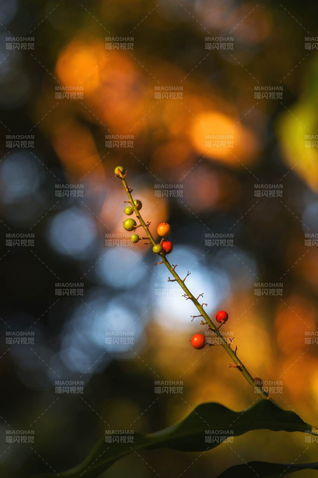 秋日果实枝头红