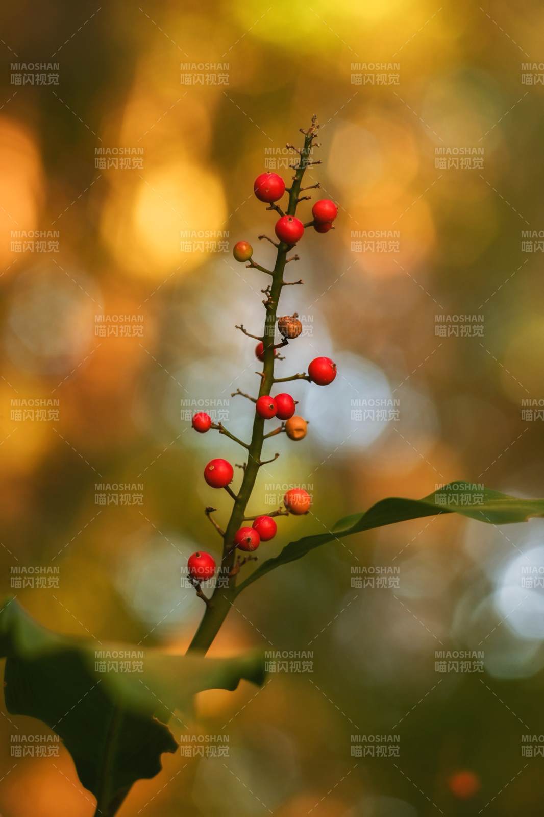 秋日红果枝头俏
