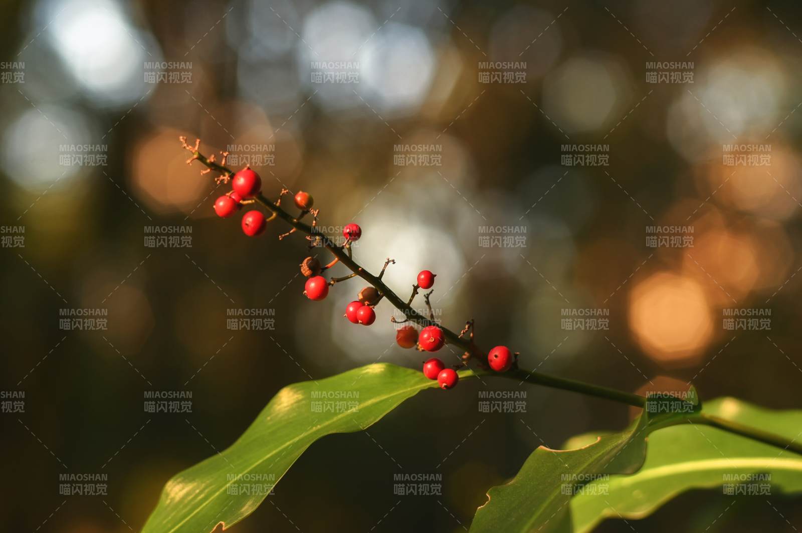 红果绿叶映秋光