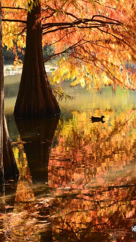 南京燕雀湖 秋水映落羽杉