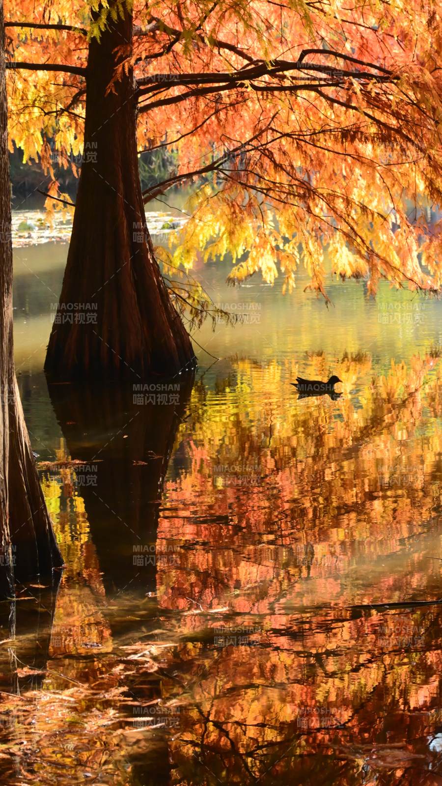 南京燕雀湖 秋水映落羽杉