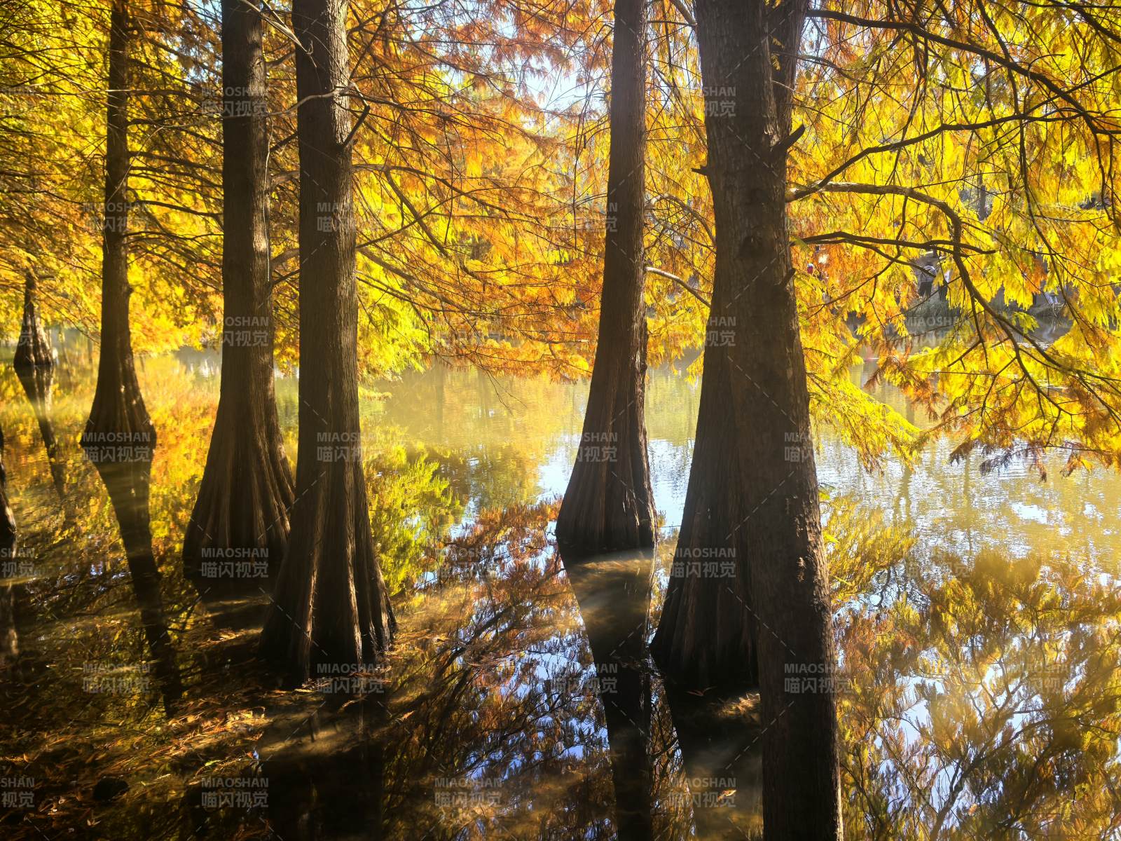 南京燕雀湖 秋水映林影