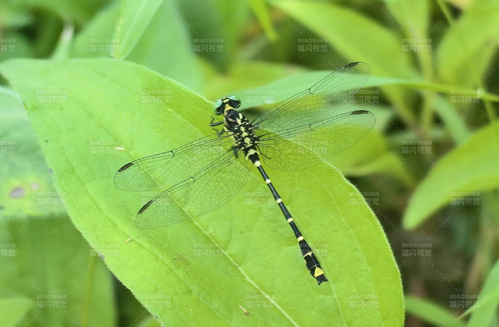 蜻蜓栖叶静谧