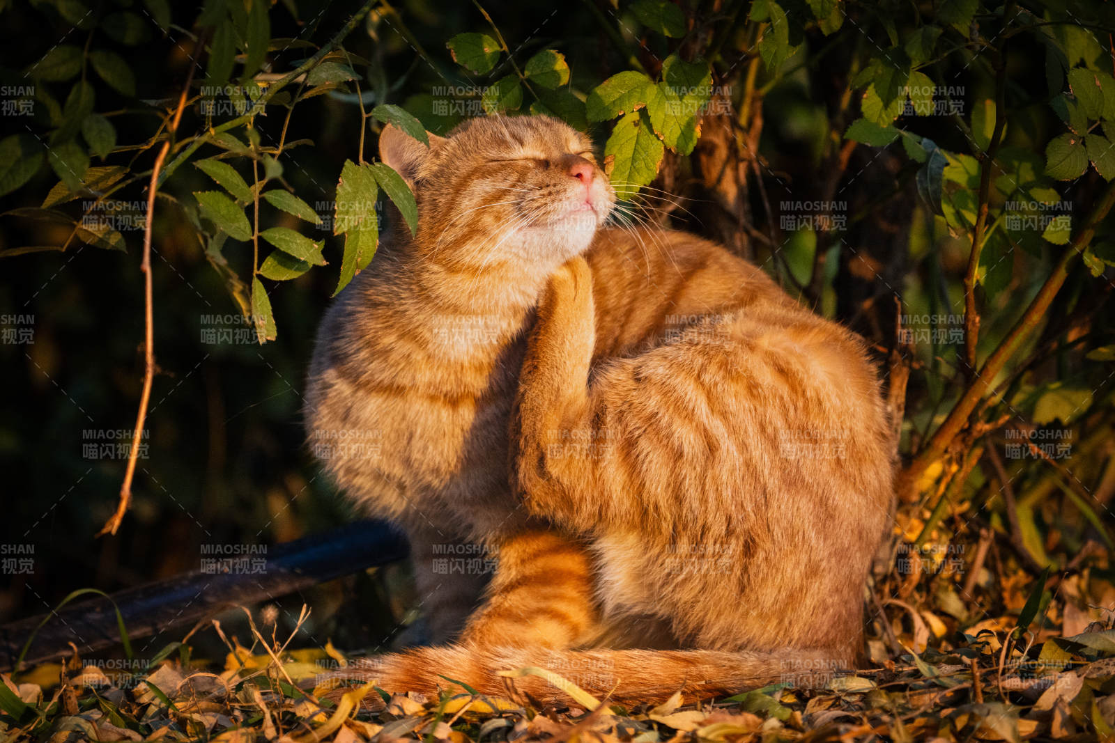 金猫沐浴阳光