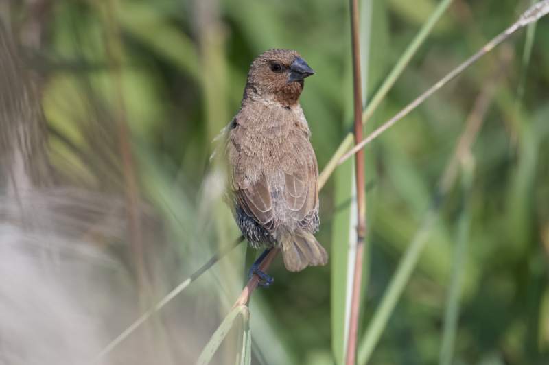 小鸟栖息草丛中