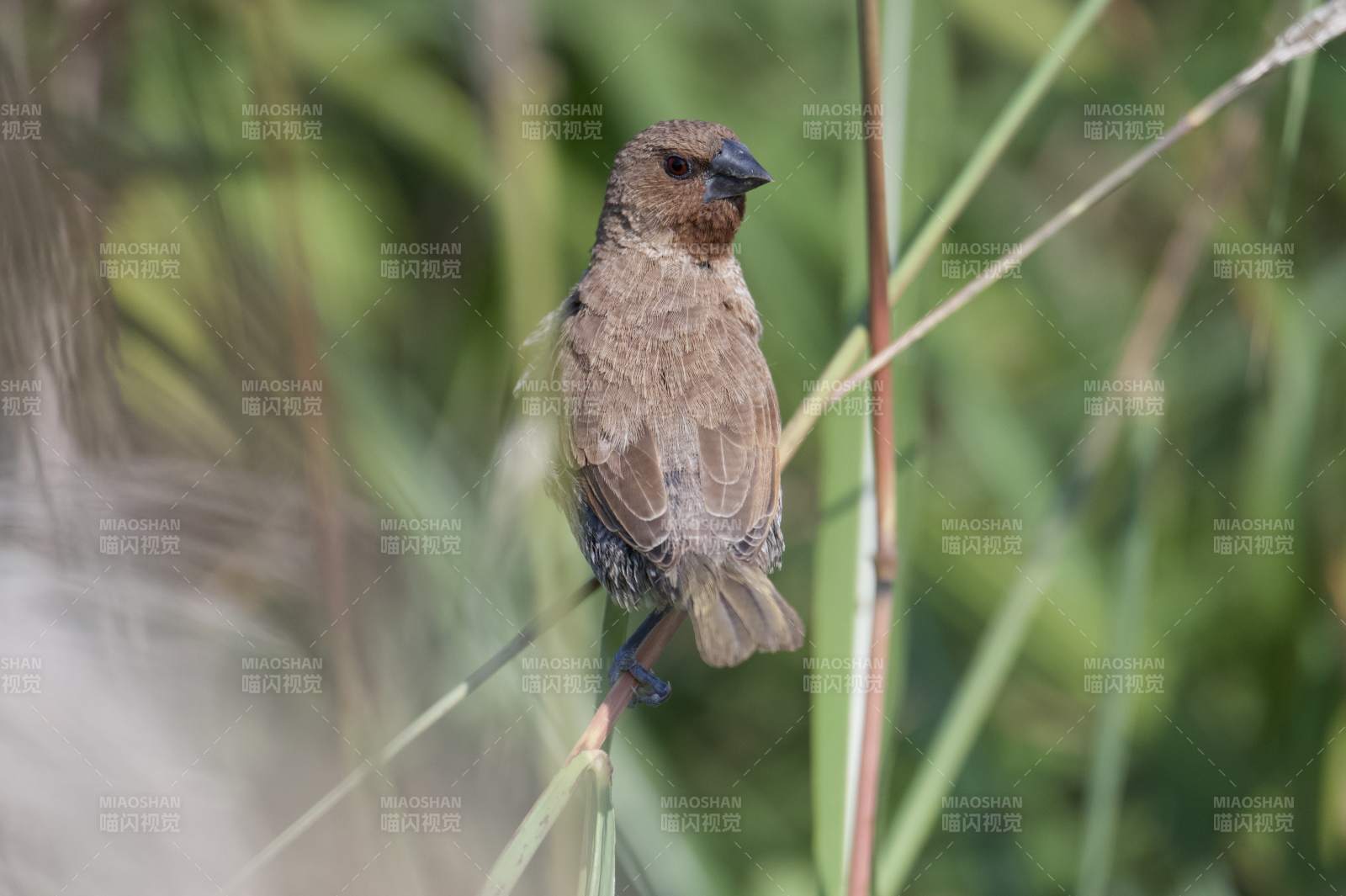 小鸟栖息草丛中