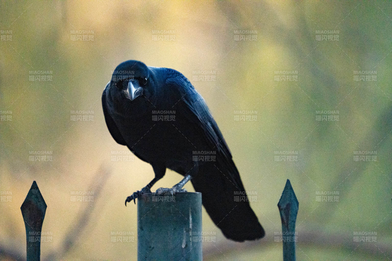 乌鸦栖息铁栏上