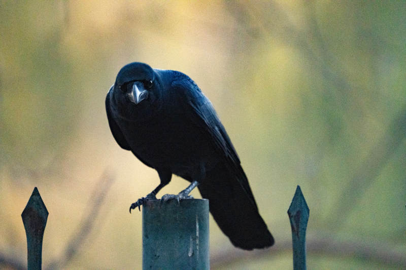 乌鸦栖息铁栏上