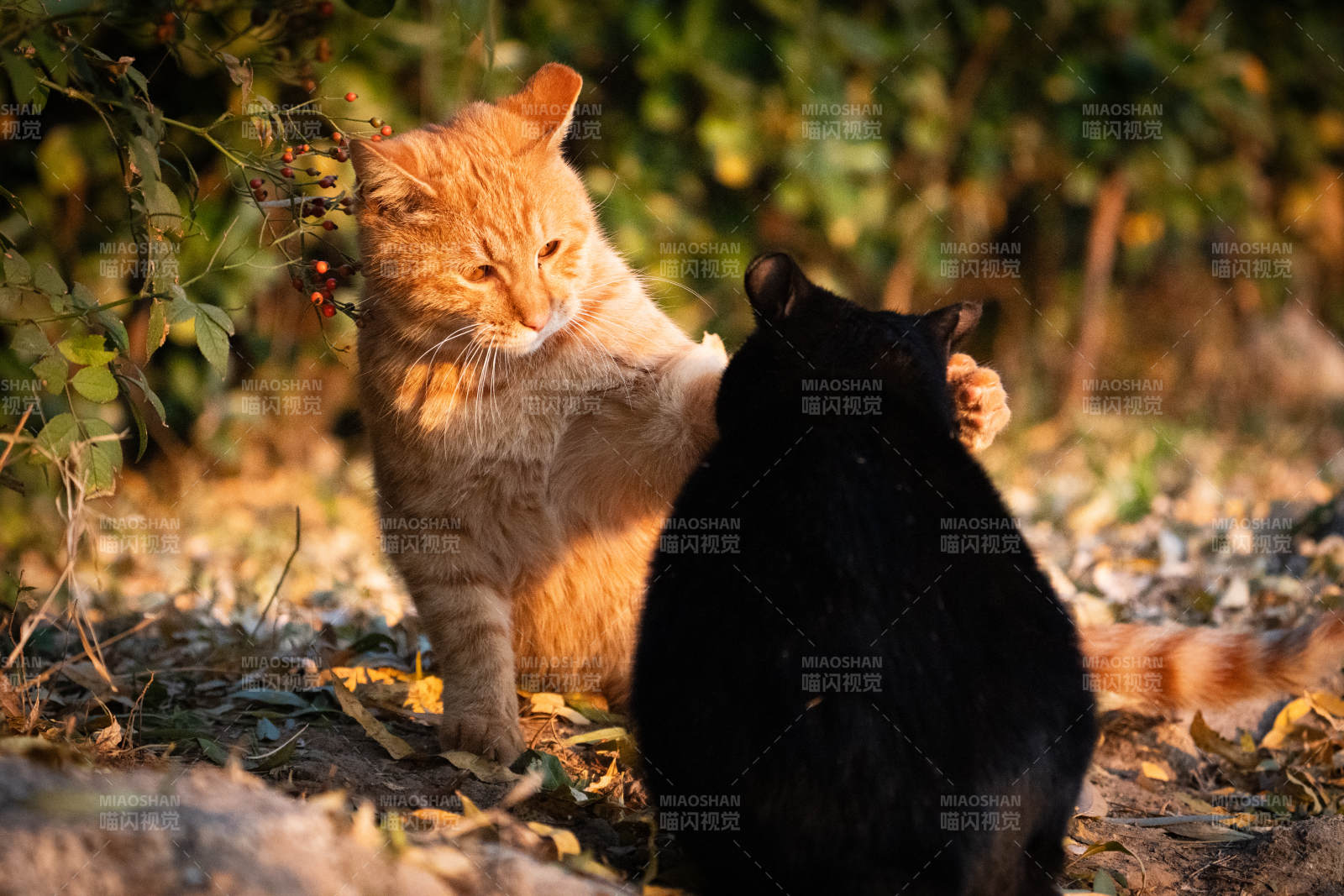 双猫嬉戏秋林间