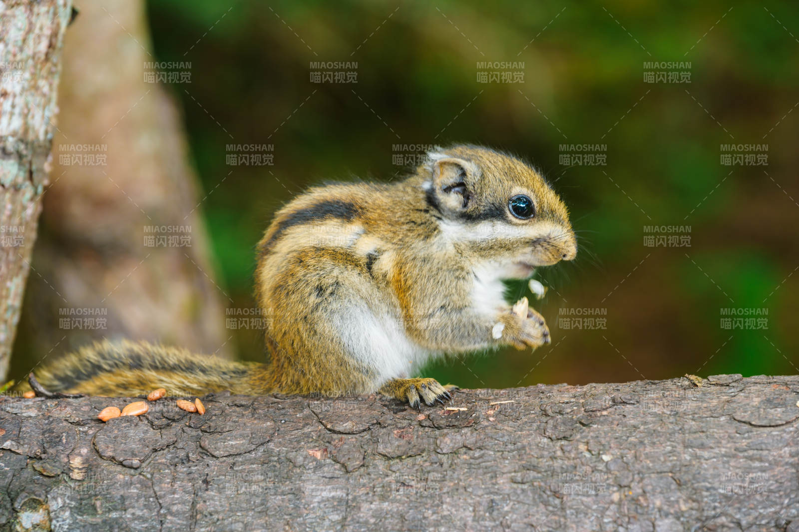松鼠啃食坚果