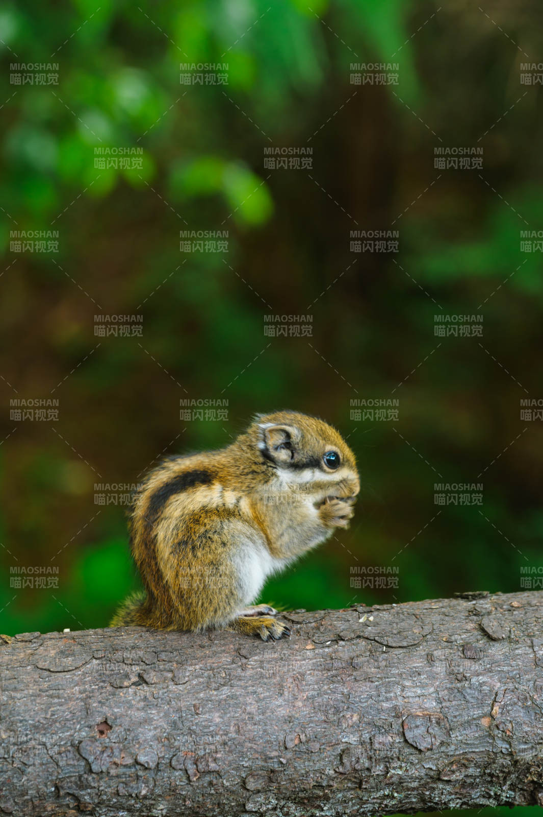 松鼠啃食树干上