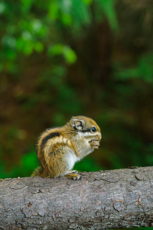 松鼠啃食树干上