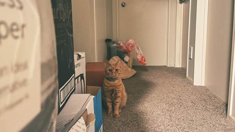 猫咪守候在门口