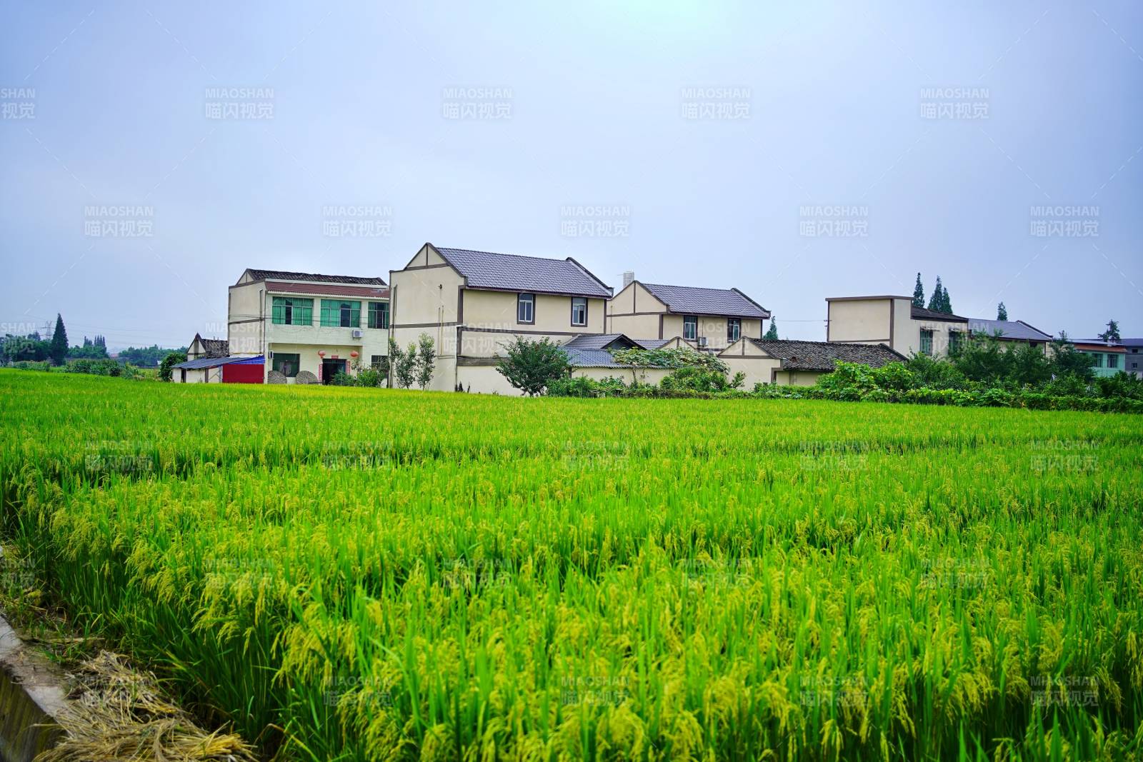 稻田與農(nóng)舍