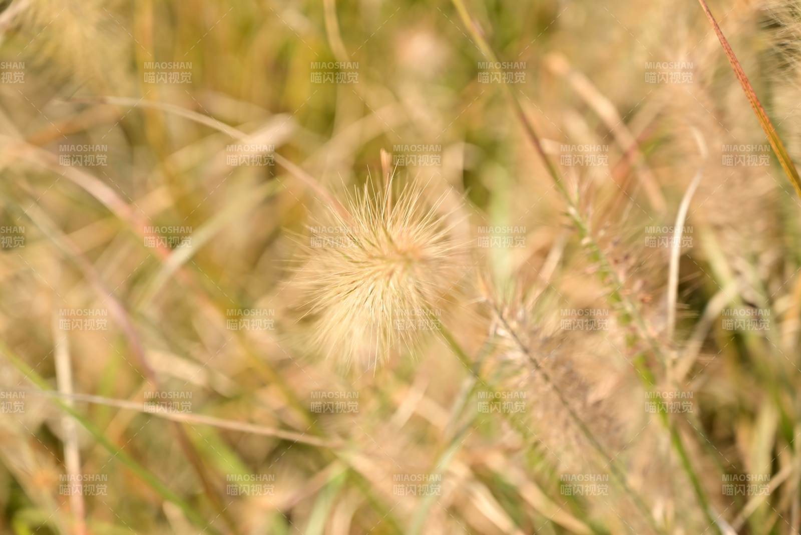 金秋草穗随风舞