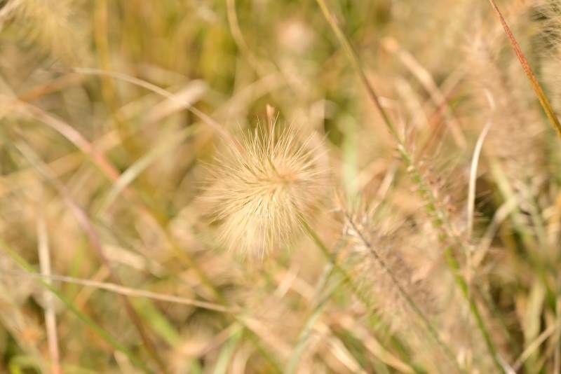 金秋草穗随风舞