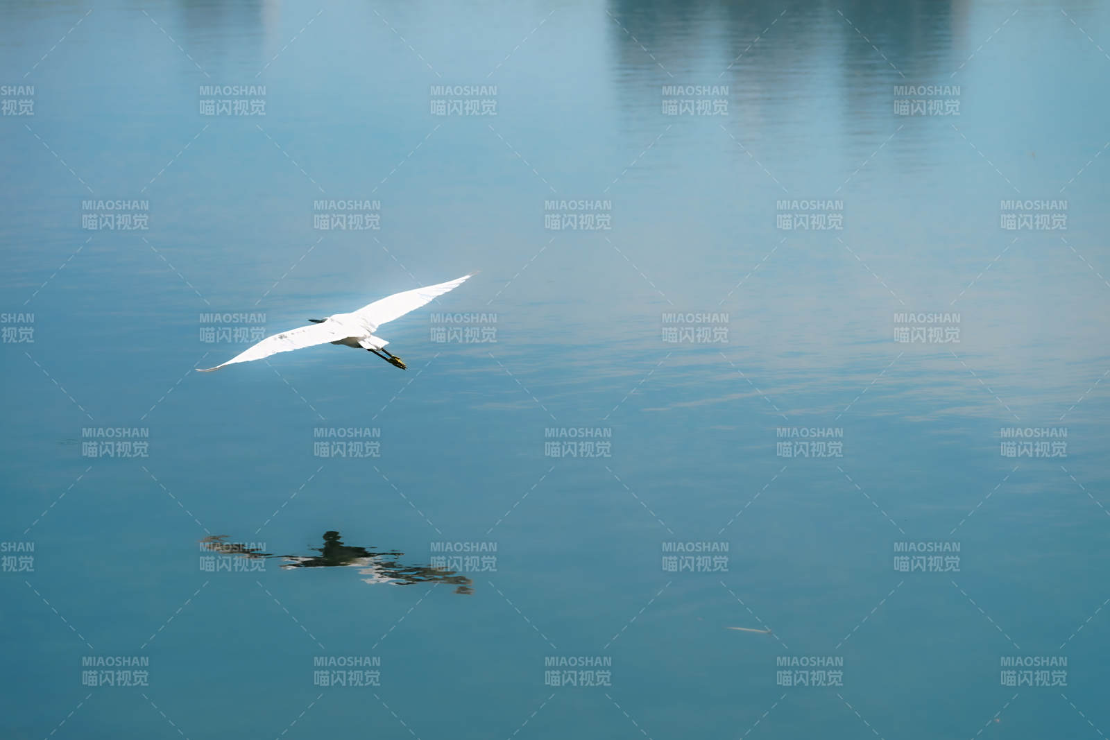 白鸟掠湖影