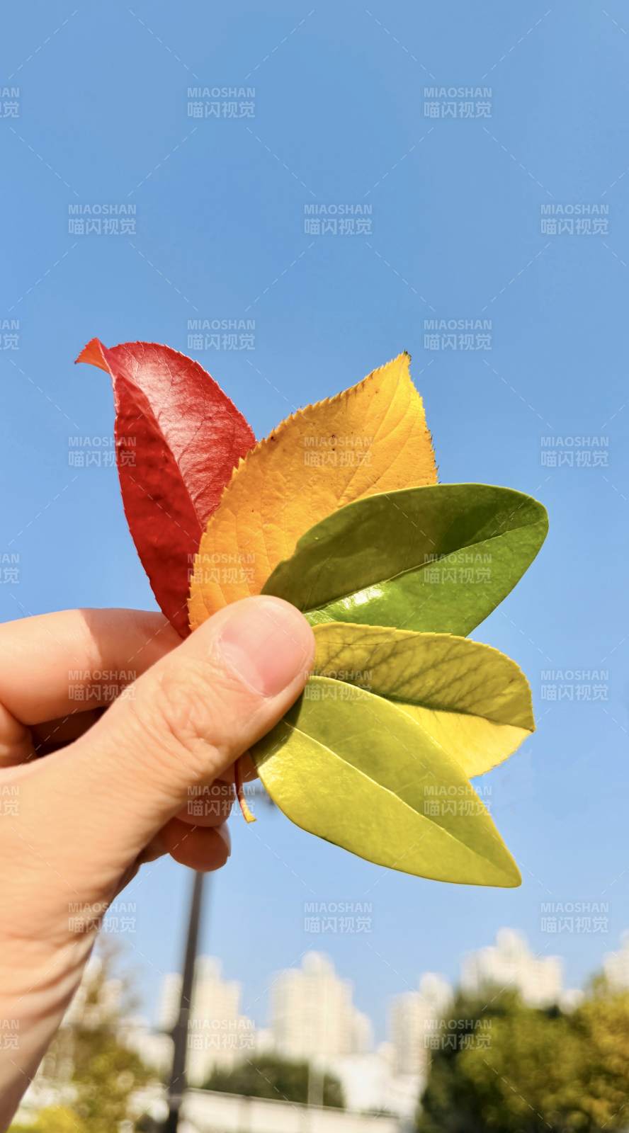 秋叶多彩 手握自然