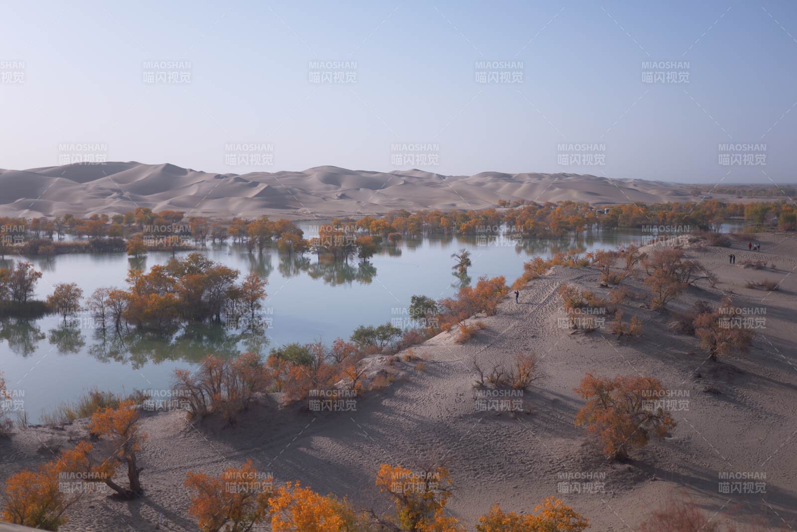 胡杨林秋景（新疆塔塔秘境）