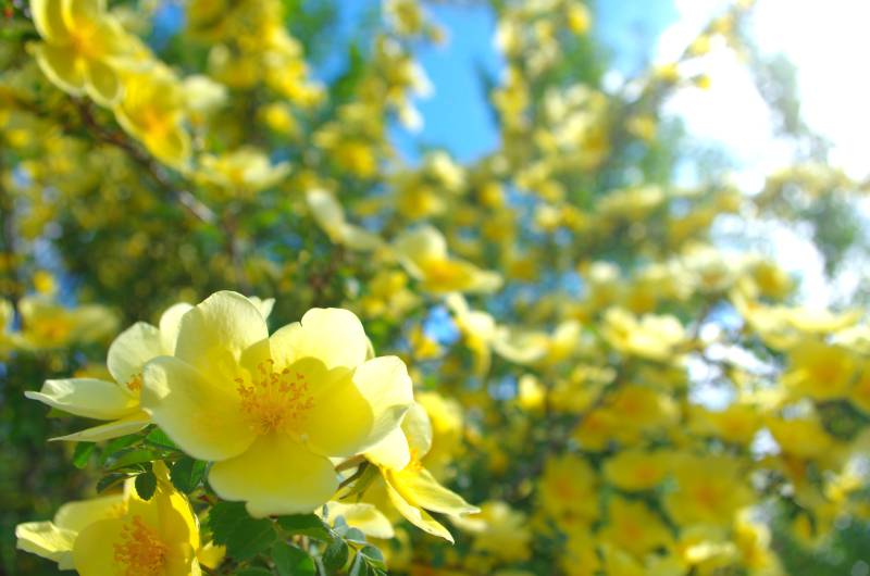 黄花盛开春意浓