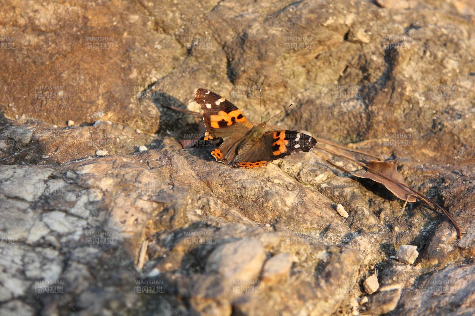 岩上彩蝶静栖息