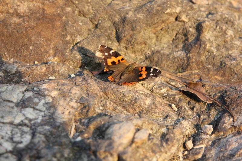 岩上彩蝶静栖息