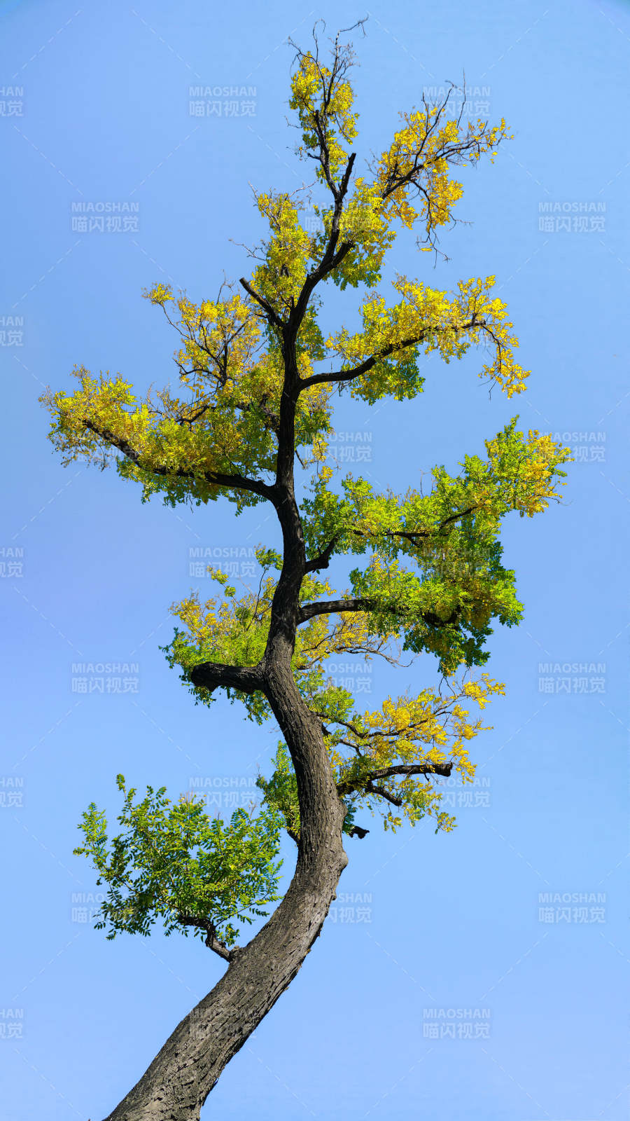 孤树迎风展绿黄