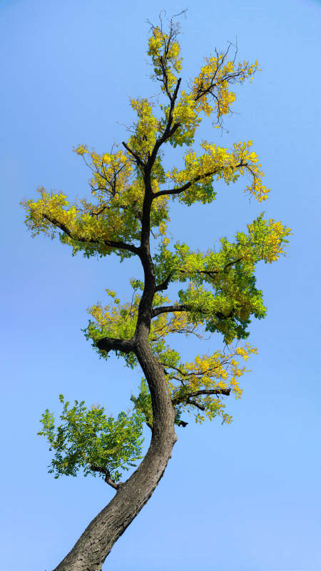 孤树迎风展绿黄