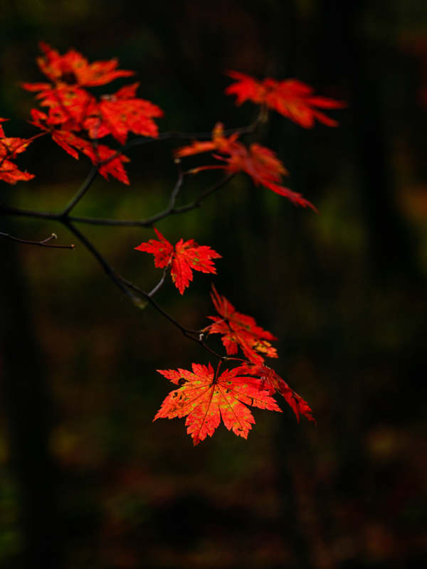 秋叶红枫