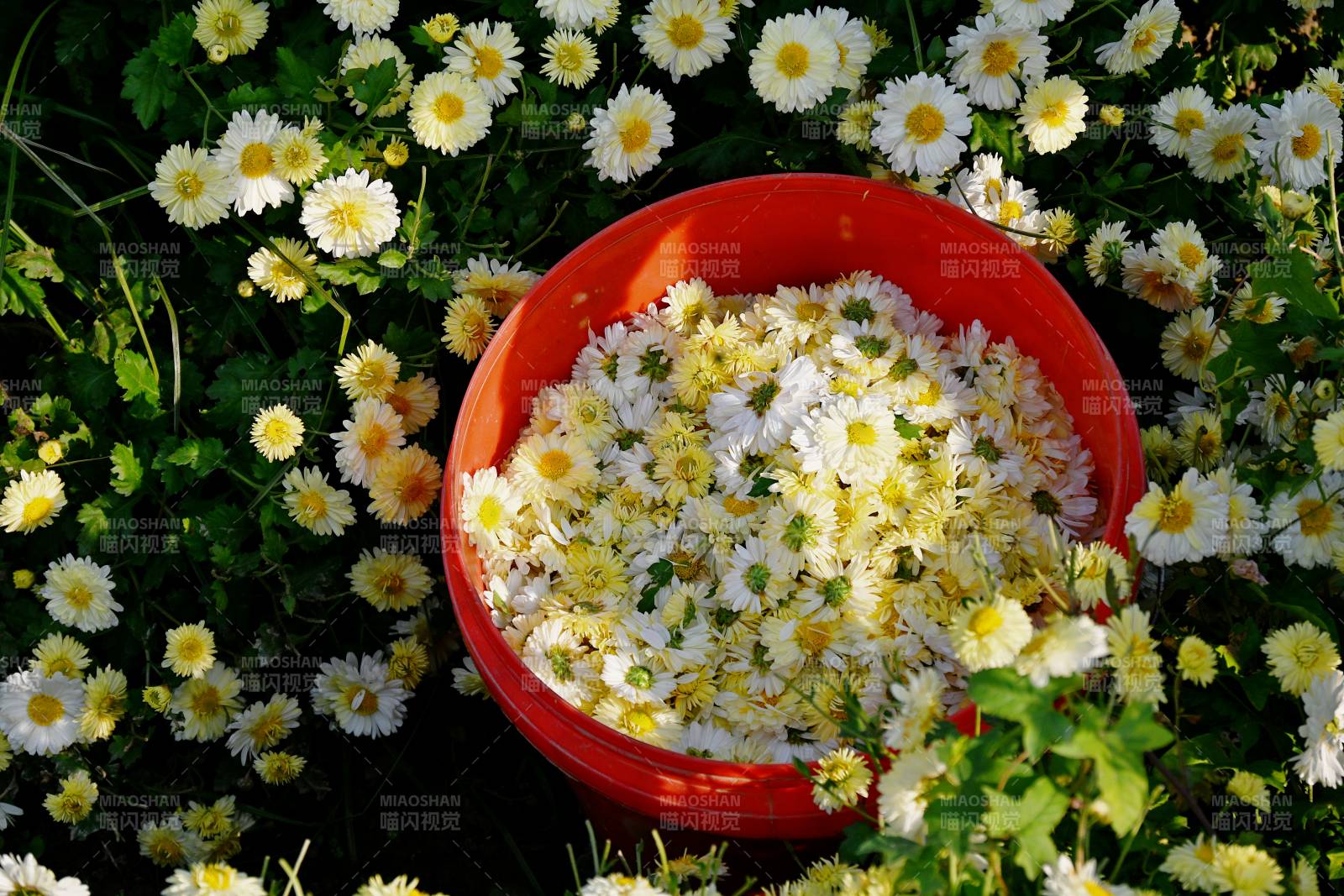 采撷雏菊满盆香