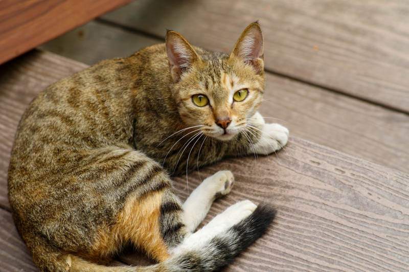 虎斑猫静卧木板上