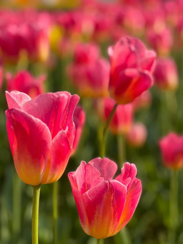 粉红郁金香绽放