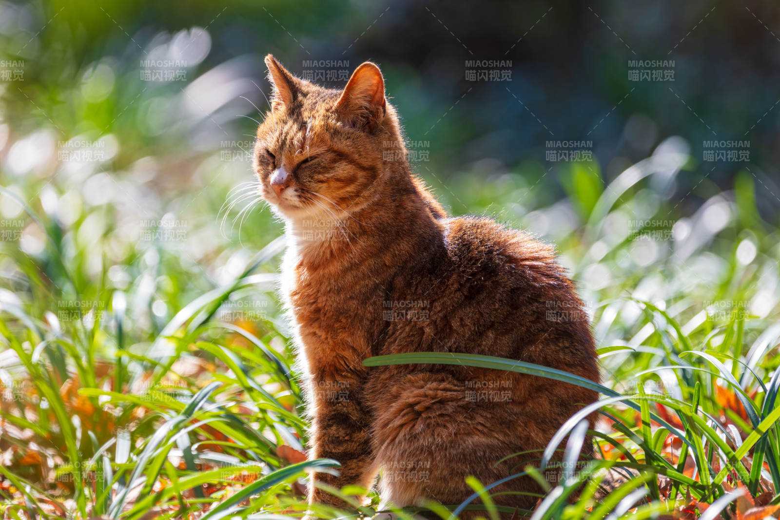 阳光下的橙猫