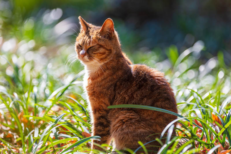 阳光下的橙猫