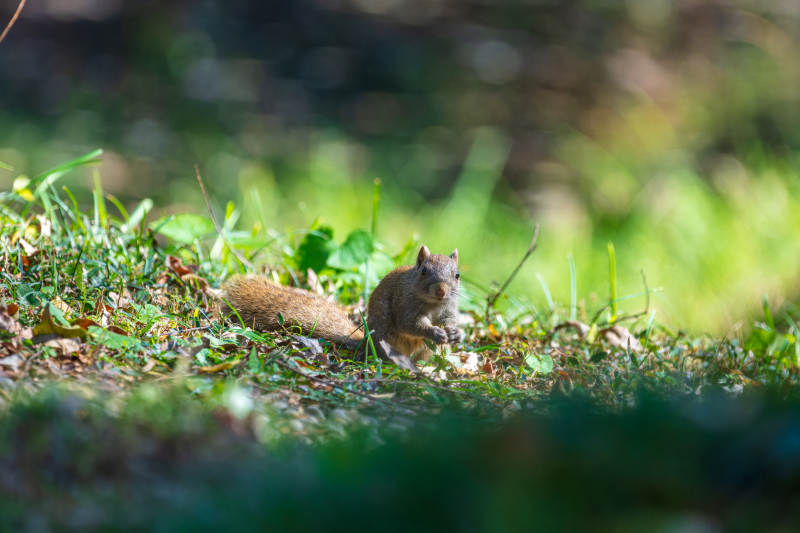 小松鼠在草地上