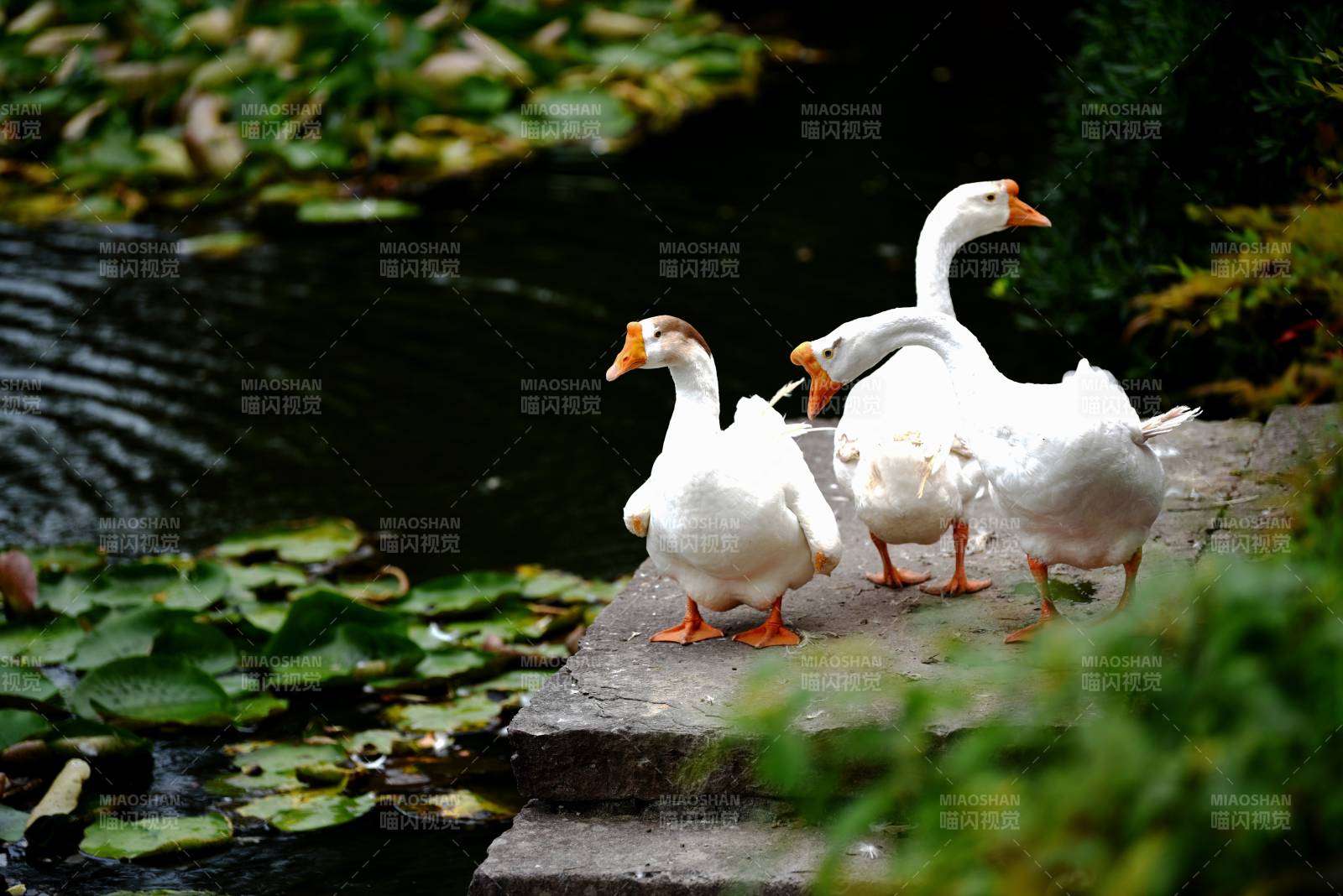 白鹅池边悠然行