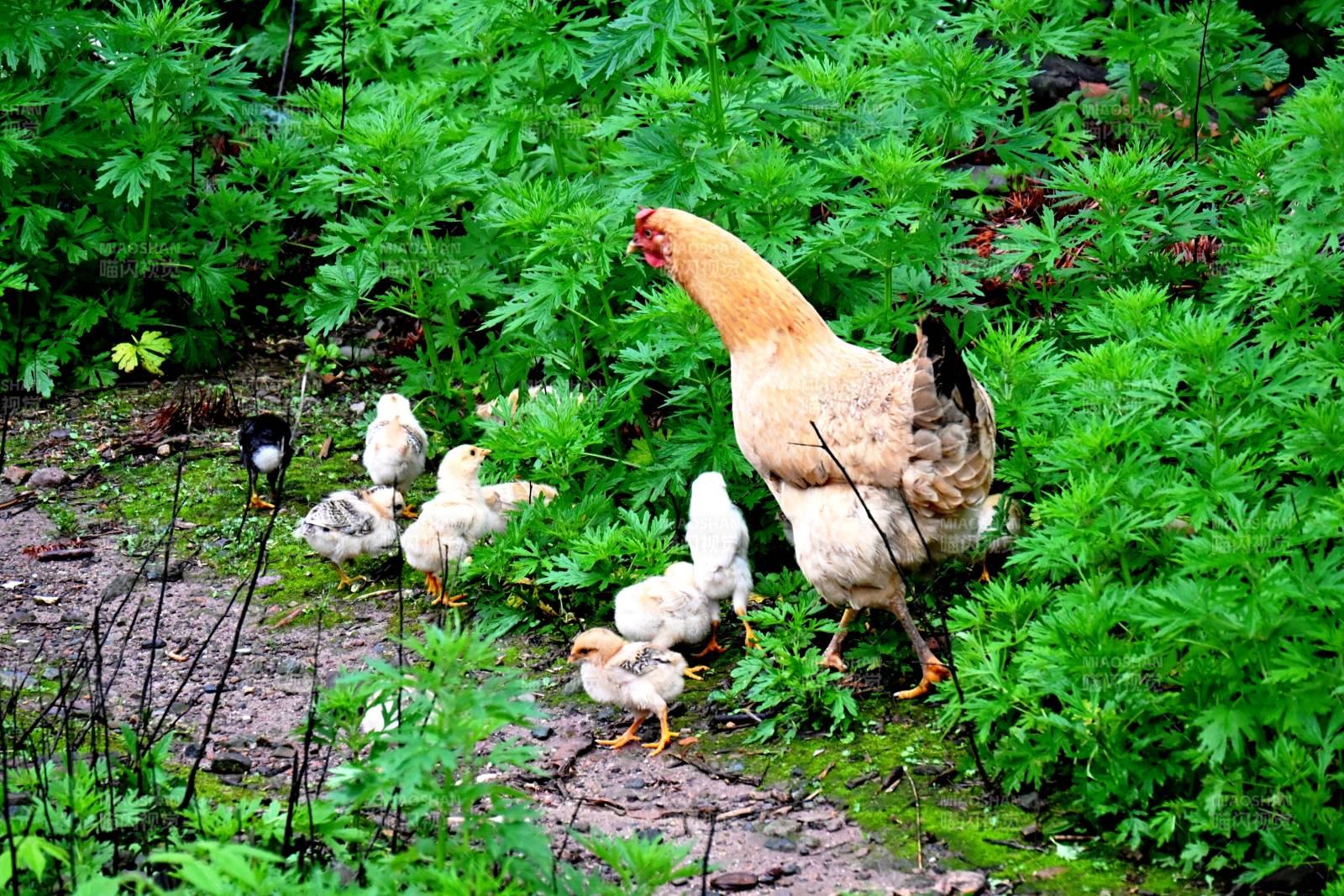 母鸡带小鸡觅食