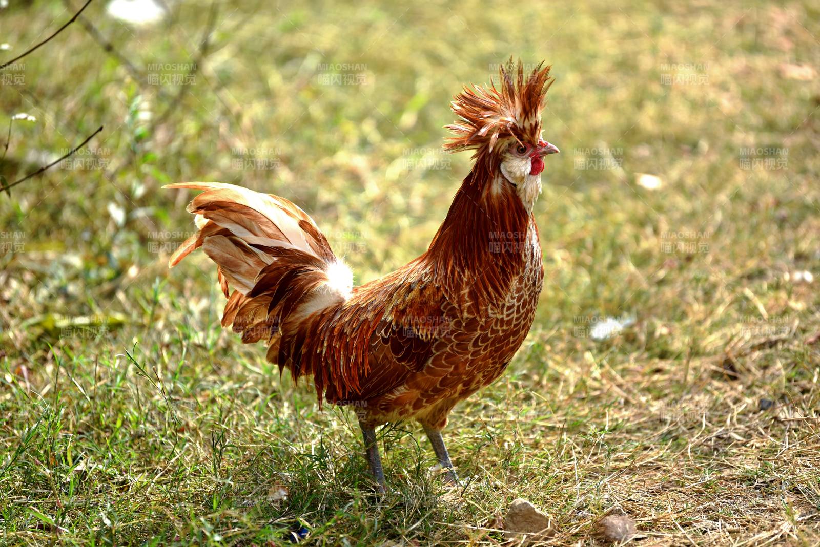 雄鸡立草丛