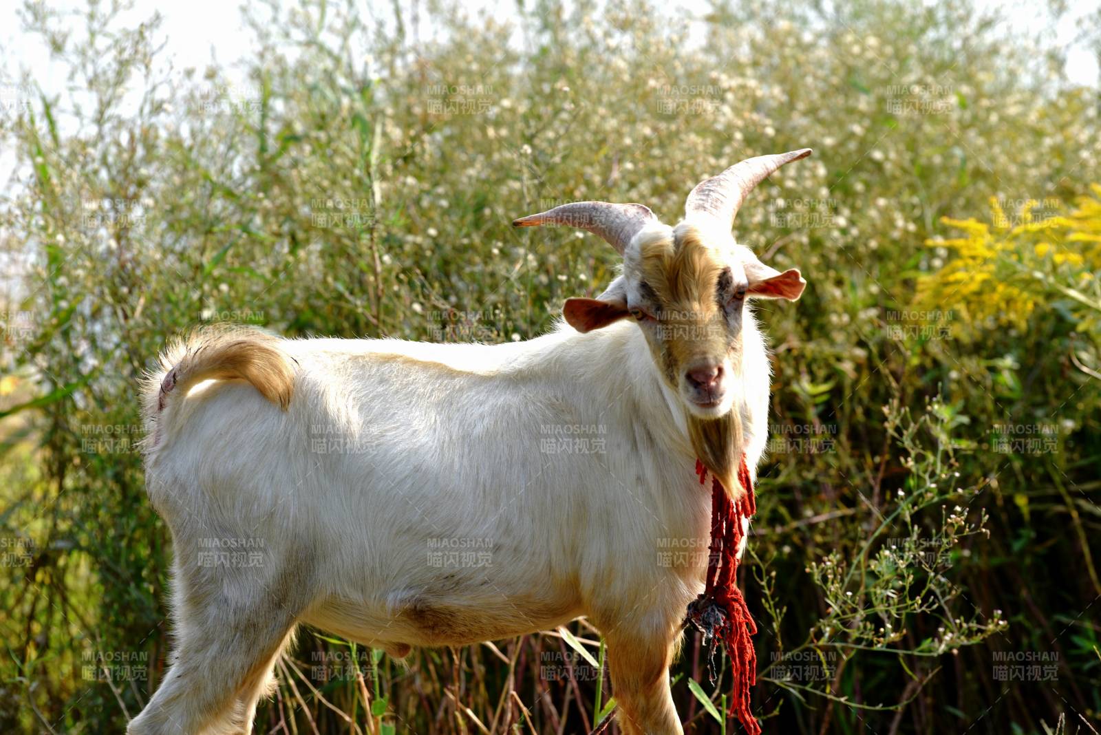 白山羊在草丛中